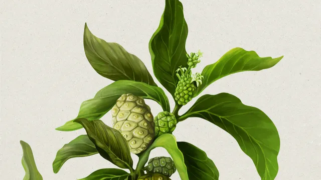 Vitrue Illustration For Packaging