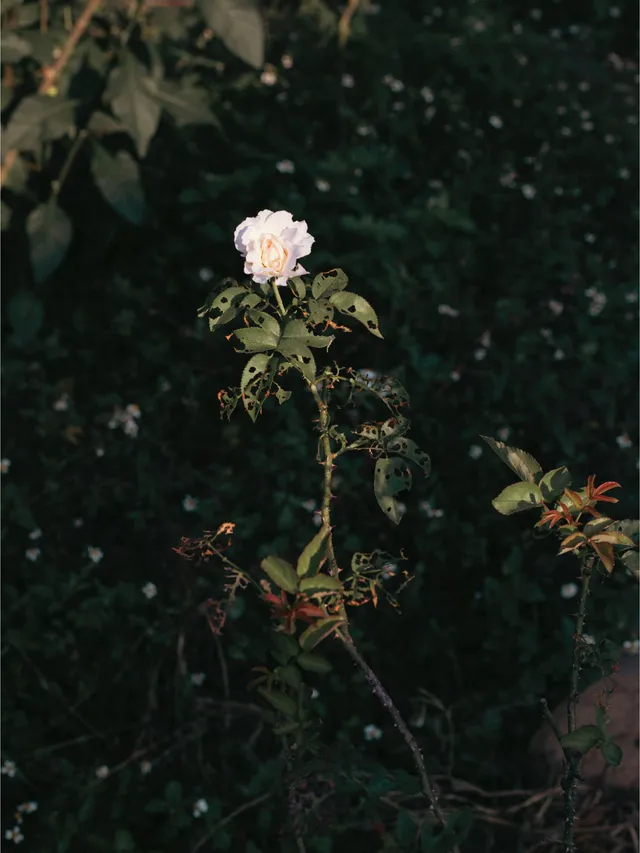 Spring/Summer 2023, Routine Campaign